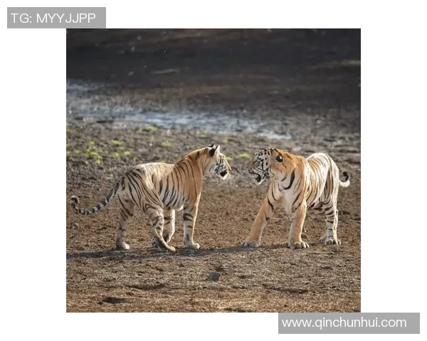 老虎大学与华雷斯的激烈对决揭示了两队实力的差距与未来的可能性 老虎大学与华雷斯的激烈对决揭示了两队实力的差距与未来的可能性